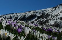 Crocus