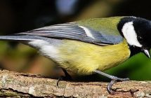 Parus major