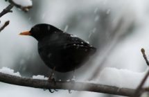 Turdus merula