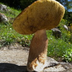 Il famoso fungo dell’estate del 2010